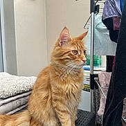 Beuz a rejoint le concours — aidez-le/la à gagner de superbes lots ! blanket, cat, clothing, cozy, curious, domestic, drying_rack, ears, fluffy, fur, furniture, household, indoor, orange_tabby, pet, portrait, side_view, sitting, tail, whiskers