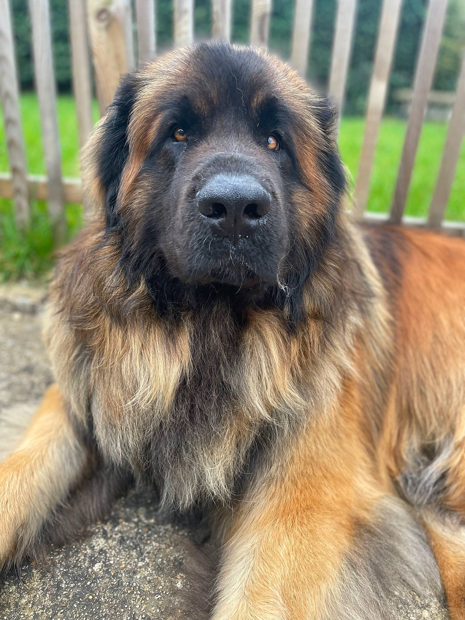 Shogun a rejoint le concours — aidez-le/la à gagner de superbes lots ! ancient_dog_breeds, canidae, carnivore, caucasian_shepherd_dog, companion_dog, dog, dog_breed, fawn, fence, fur, home_fencing, mesh, plant, snout, sporting_group, terrestrial_animal, working_dog