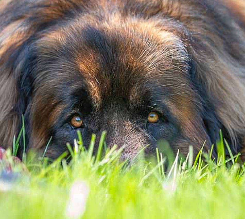Shogun a rejoint le concours — aidez-le/la à gagner de superbes lots ! ancient_dog_breeds, canidae, carnivore, caucasian_shepherd_dog, companion_dog, dog, dog_breed, fur, gaddi_kutta, grass, liver, plant, snout, sporting_group, terrestrial_animal, tibetan_mastiff, whiskers, wildlife, working_animal, working_dog