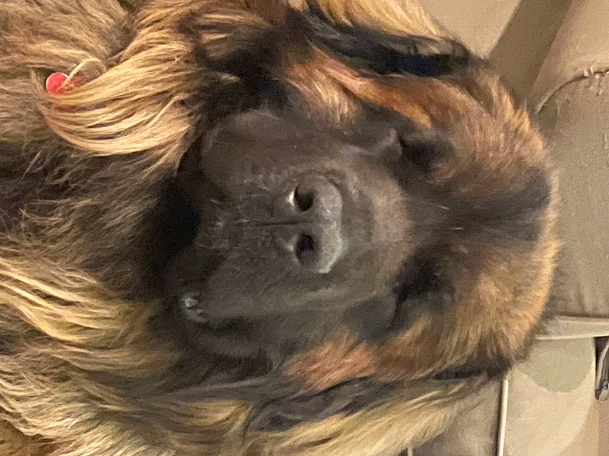 Shogun participe au concours pour gagner de l'argent avec cette photo : canidae, carnivore, companion_dog, dog, dog_breed, fur, giant_dog_breed, liver, metal, orangutan, primate, snout, sporting_group, terrestrial_animal, working_animal