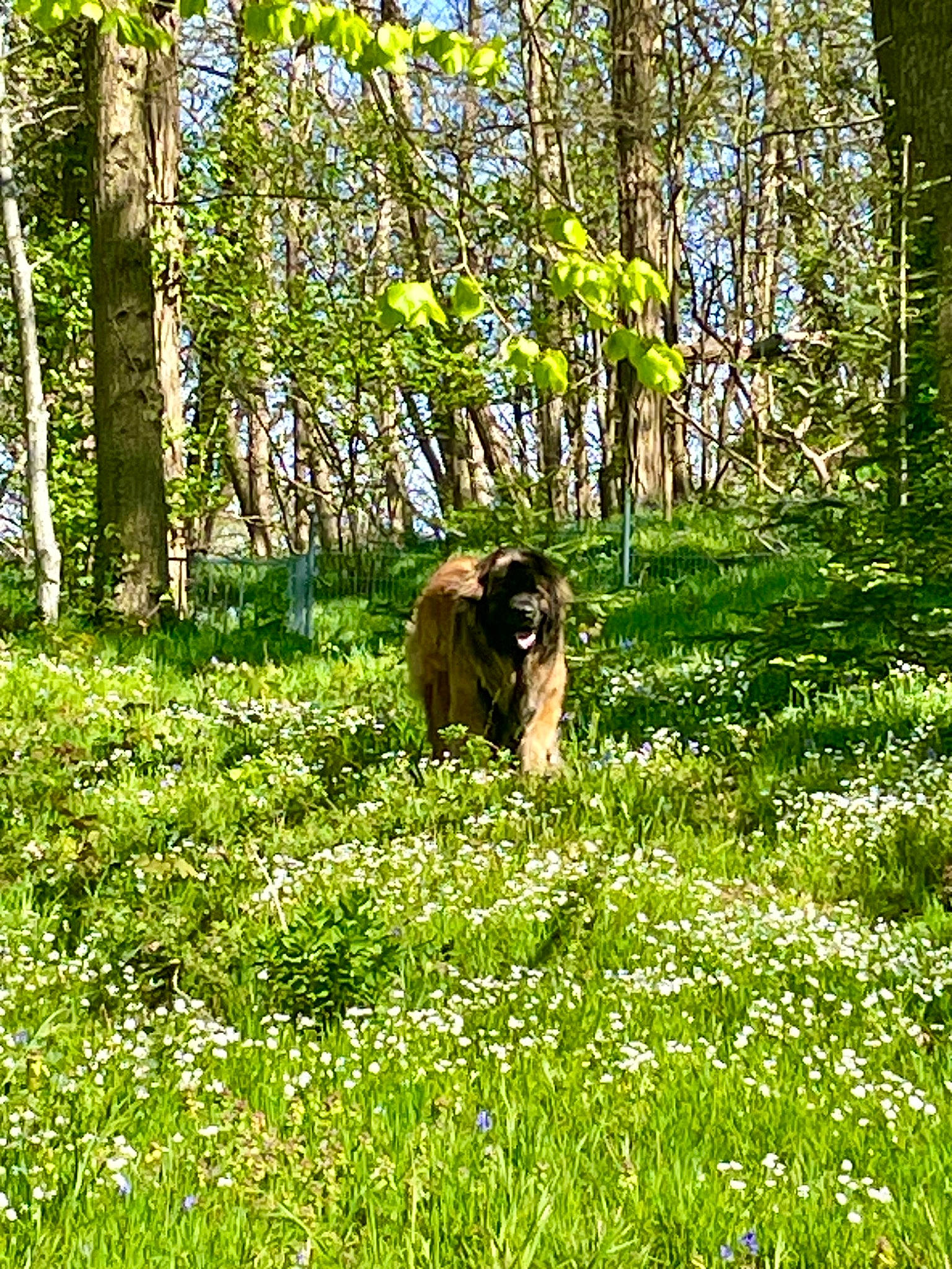 Shogun a rejoint le concours — aidez-le/la à gagner de superbes lots ! flower, forest, grass, grassland, groundcover, grove, landscape, meadow, natural_landscape, pasture, people_in_nature, plant, plant_community, prairie, shrub, temperate_broadleaf_and_mixed_forest, terrestrial_animal, terrestrial_plant, tree, woodland