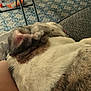 Dora is registered to the contest to win money with this photo: dog, resting, indoor, carpet, toy, leg, furniture, blur, brown, white, pattern, floor, relax, pet, animal, home, comfort, fur, sleeping, cozy