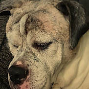 Dora joined the competition — help win amazing prizes! dog, sleeping, close_up, pet, animal, fur, nose, paw, resting, cozy, relaxed, indoors, cute, face, wrinkles, muzzle, calm, domestic_animal, friend, companion