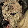 dog, sleeping, close_up, pet, animal, fur, nose, paw, resting, cozy, relaxed, indoors, cute, face, wrinkles, muzzle, calm, domestic_animal, friend, companion
