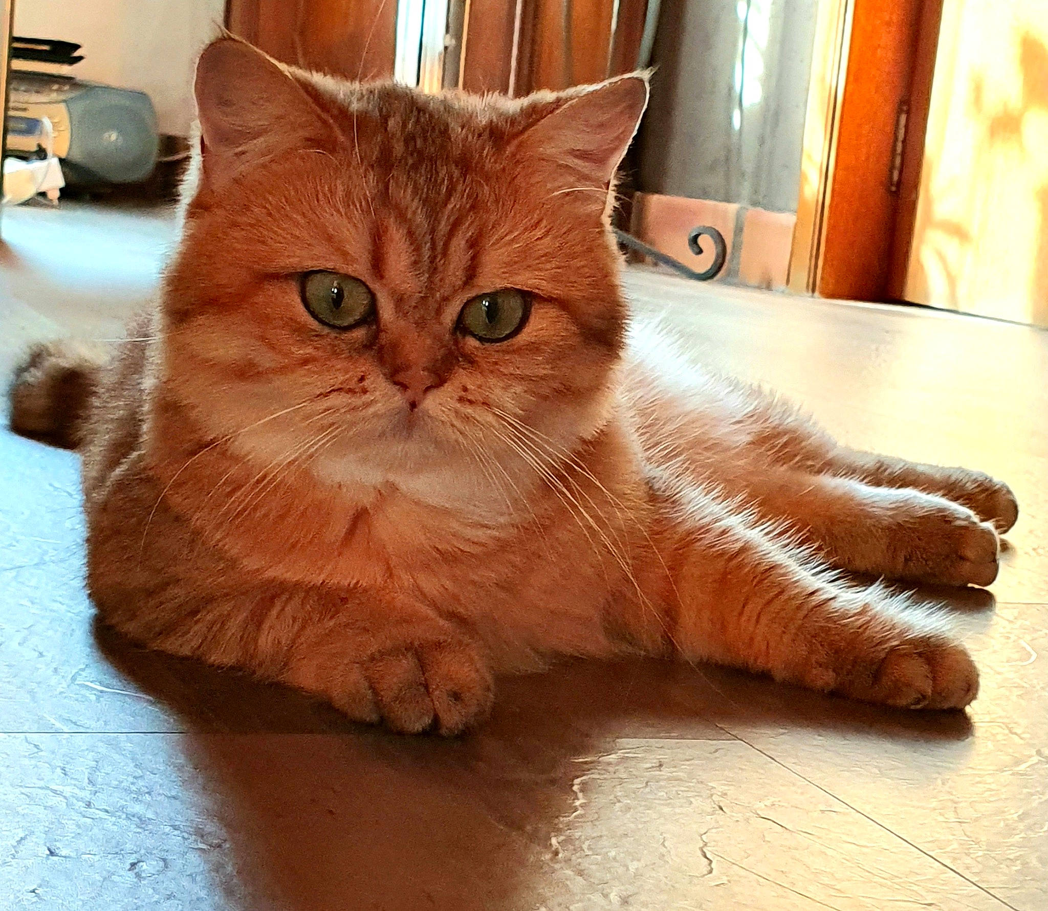 L'Olly participe au concours pour gagner de l'argent avec cette photo : asian, asian_semi_longhair, british_longhair, british_semi_longhair, carnivore, cat, domestic_long_haired_cat, domestic_short_haired_cat, european_shorthair, eye, fawn, felidae, fur, mammal, paw, persian, small_to_medium_sized_cats, somali, vertebrate, whiskers