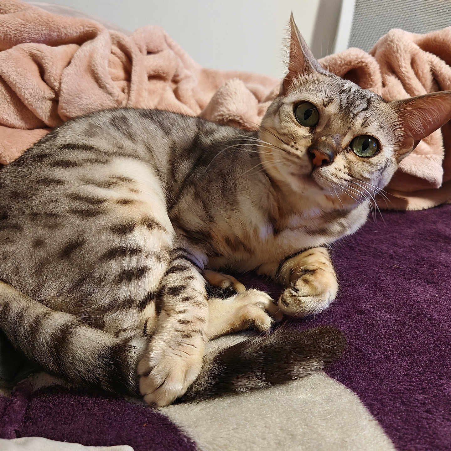 Rubis participe au concours pour gagner de l'argent avec cette photo : animal, blanket, cat, cozy, curled_up, cute, domestic, ears, feline, fur, green_eyes, indoor, pet, pink_blanket, purple_blanket, resting, soft, spotted, tabby, whiskers