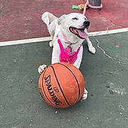 Diamond is registered to the contest to win money with this photo: dog, basketball, outdoor, playful, happy, tongue_out, white_dog, pink_harness, pet, animal, court, sport, summer, fun, canine, paw, toy, active, friendly, leisure