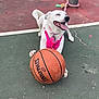 dog, basketball, outdoor, playful, happy, tongue_out, white_dog, pink_harness, pet, animal, court, sport, summer, fun, canine, paw, toy, active, friendly, leisure
