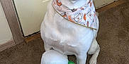 Diamond joined the competition — help win amazing prizes! dog, white_dog, bandana, toy, plush_toy, beer_mug_toy, carpet, indoor, pet, sitting, happy, smiling, door, wall, canine, animal, cute, celebration, playful, domestic