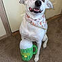 dog, white_dog, bandana, toy, plush_toy, beer_mug_toy, carpet, indoor, pet, sitting, happy, smiling, door, wall, canine, animal, cute, celebration, playful, domestic
