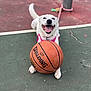 Diamond joined the competition — help win amazing prizes! dog, white_dog, basketball, spalding, outdoor, court, playful, happy, tongue_out, pet, animal, leash, harness, smiling, paw, sport, recreation, fun, canine, daytime