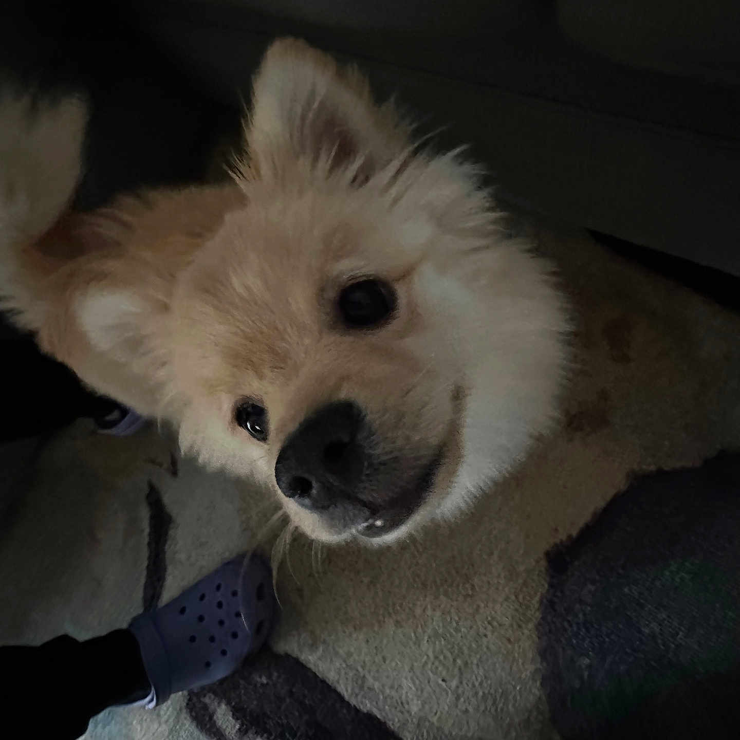 Bosco is registered to the contest to win money with this photo: animal, bodypart, canine, chow, cockerspaniel, couch, dog, eskimodog, furniture, husky, mouth, papillon, person, pet, poodle, puppy, sleeping, snout, terrier, whitedog