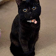 Stevie is registered to the contest to win money with this photo: animal, bell, black_cat, carpet, cat, collar, companion, curious, cute, domestic_animal, eyes, feline, fur, indoor, looking_up, pet, portrait, sitting, small, whiskers