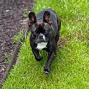 Tito is registered to the contest to win money with this photo: dog, french_bulldog, brindle, grass, outdoor, pet, canine, walking, animal, muzzle, ears, brown_eyes, fur, lawn, nature, daylight, portrait, closeup, grass_path, alert