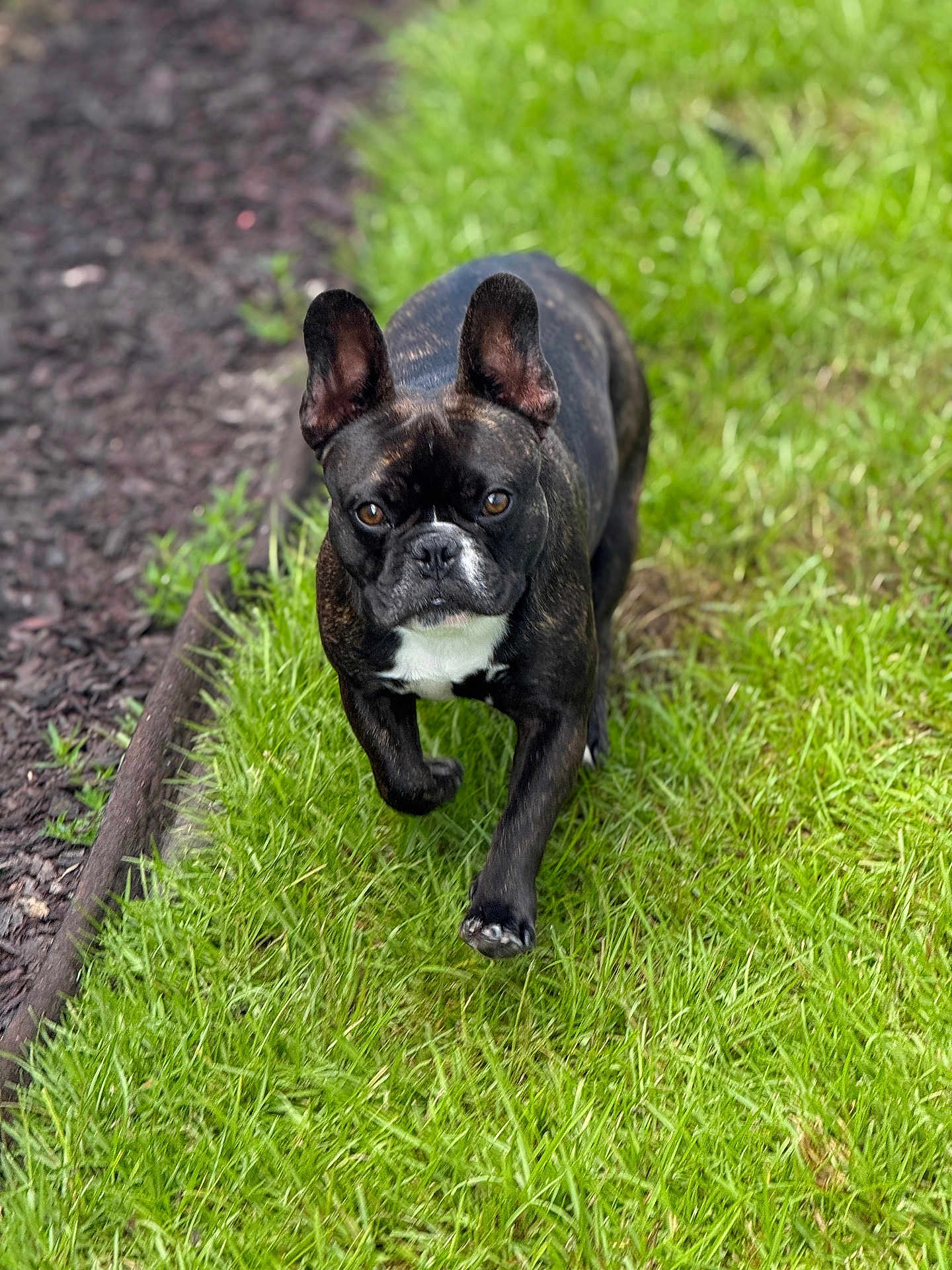 Tito is registered to the contest to win money with this photo: dog, french_bulldog, brindle, grass, outdoor, pet, canine, walking, animal, muzzle, ears, brown_eyes, fur, lawn, nature, daylight, portrait, closeup, grass_path, alert