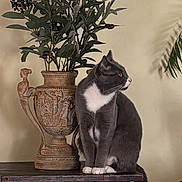 Lizzie is registered to the contest to win money with this photo: cat, cozy, decor, furniture, greenery, indoor, neutral_background, ornate_vase, paws, plant, portrait, pottery, shadow, sitting, table, tail, tuxedo_cat, vase, wall, whiskers