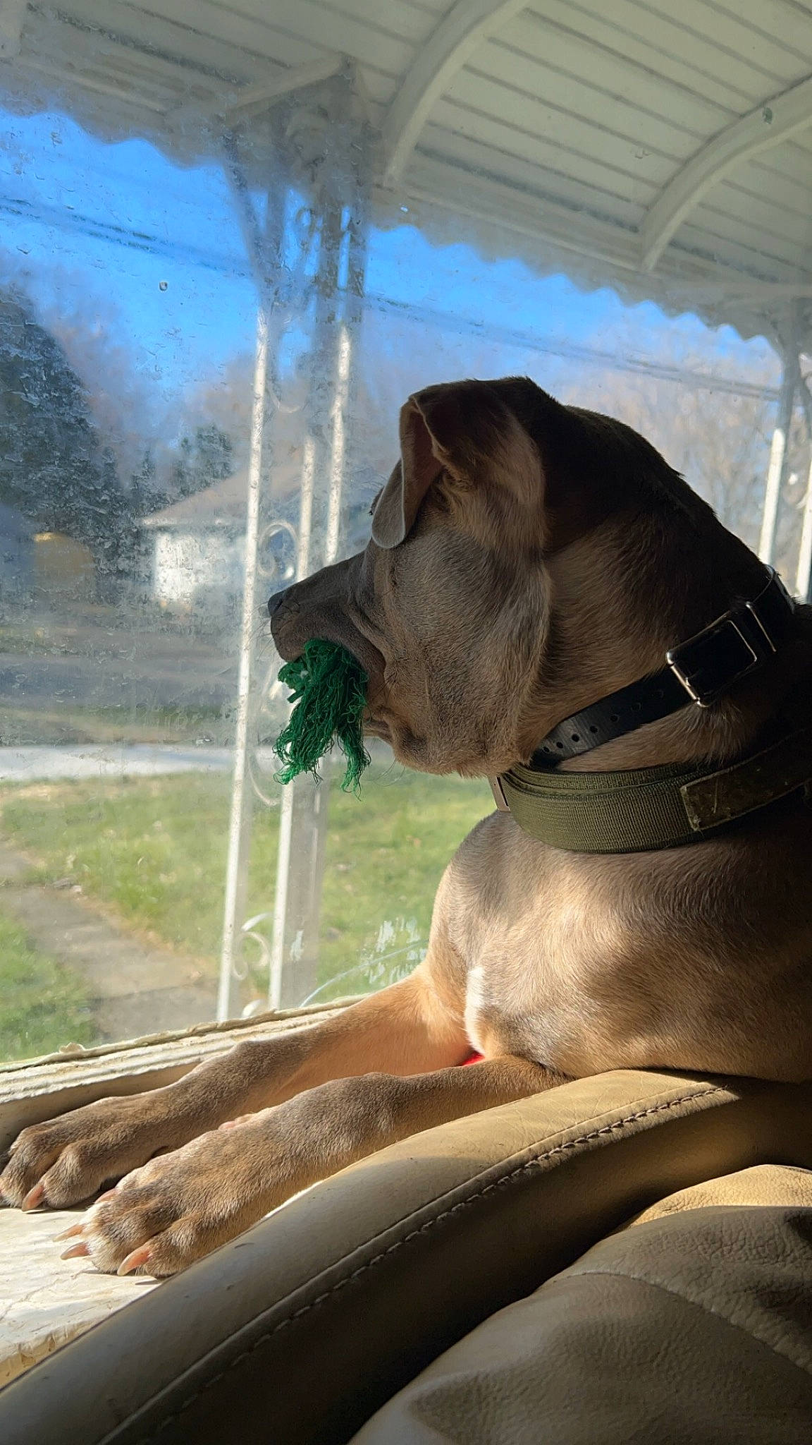 Hank is registered to the contest to win money with this photo: carnivore, collar, comfort, companion_dog, dog, dog_breed, dog_collar, fawn, grass, liver, mammal, plant, sky, snout, terrestrial_animal, tints_and_shades, vertebrate, water, working_animal, wrinkle