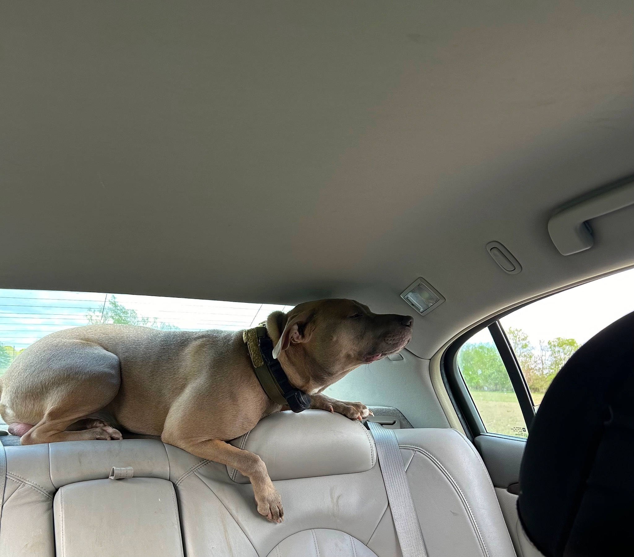 Hank is registered to the contest to win money with this photo: auto_part, automotive_exterior, automotive_mirror, car, car_seat, car_seat_cover, carnivore, comfort, companion_dog, couch, dog, dog_breed, family_car, fawn, head_restraint, liver, tints_and_shades, vehicle, vehicle_door, window