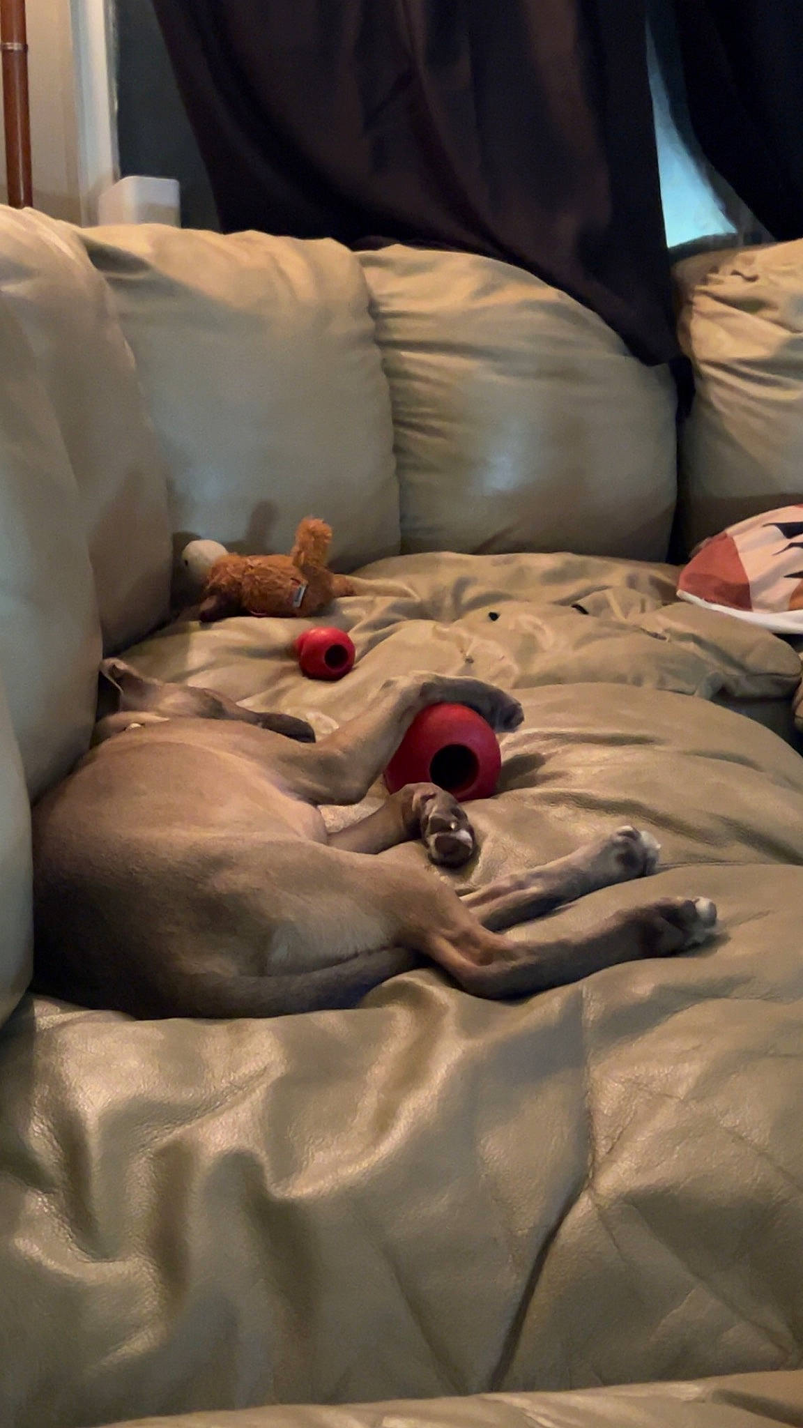 Hank joined the competition — help win amazing prizes! bed, bed_sheet, bedding, bedroom, blanket, car_seat, carmine, chair, comfort, couch, duvet, flooring, fur, grey, linens, pattern, room, wood