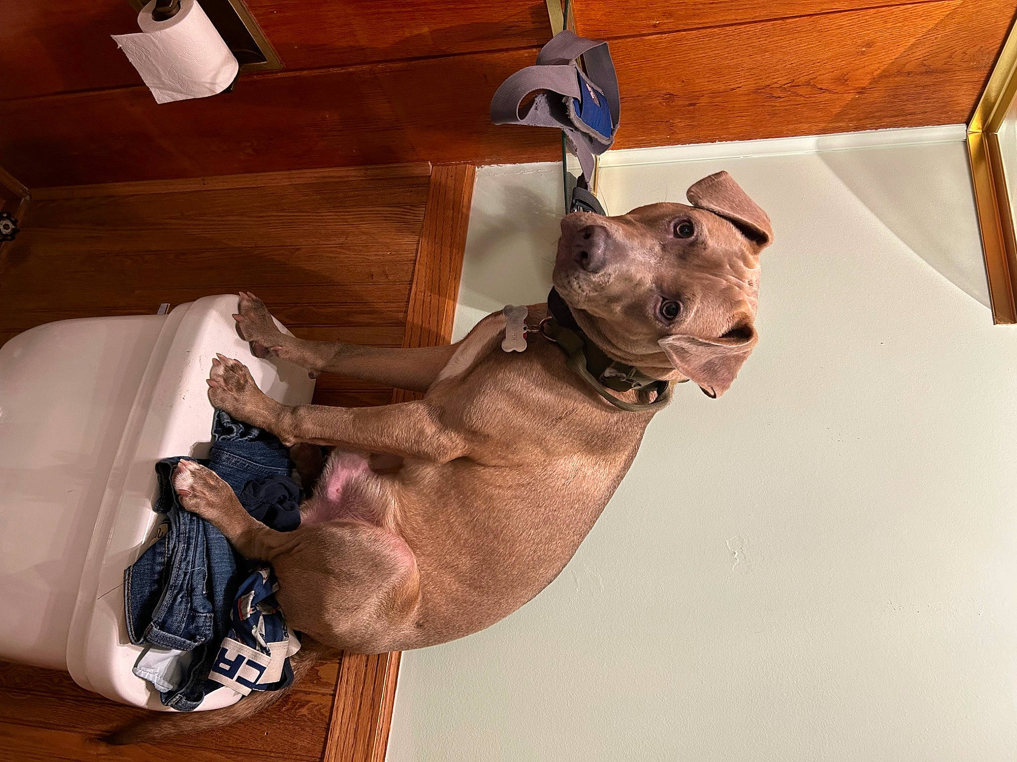 Hank is registered to the contest to win money with this photo: canidae, carnivore, collar, comfort, companion_dog, dog, dog_breed, dog_collar, dog_supply, elbow, fawn, felidae, guard_dog, liver, pet_supply, small_to_medium_sized_cats, sporting_group, tail, whiskers, working_animal