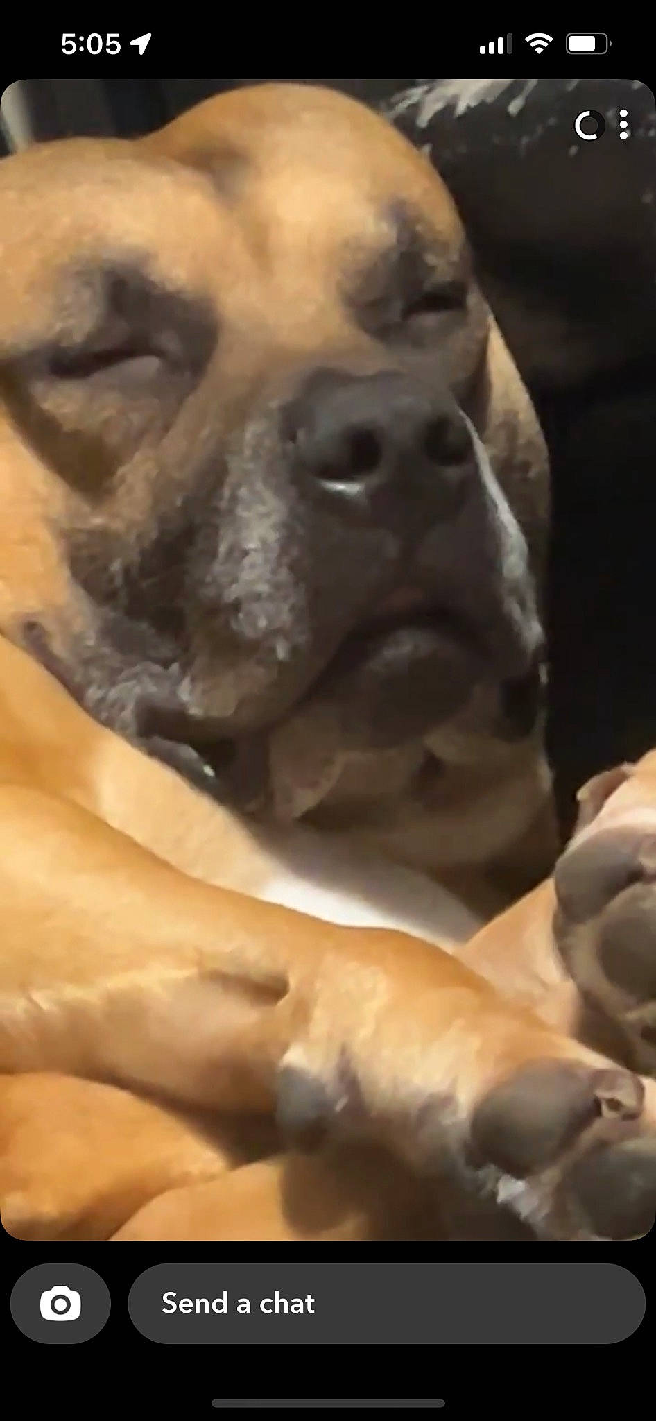 Tucker is registered to the contest to win money with this photo: art, artifact, bone, carnivore, carving, chest, comfort, companion_dog, dog, dog_breed, fawn, gesture, jaw, snout, terrestrial_animal, toy_dog, trunk, working_animal, wrinkle, wrist