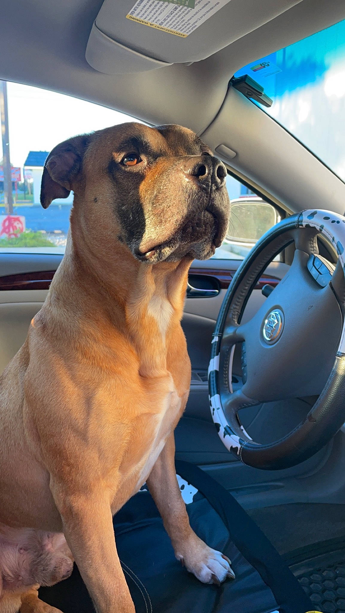 Tucker is registered to the contest to win money with this photo: automotive_design, automotive_exterior, automotive_mirror, car, carnivore, companion_dog, dog, dog_breed, fawn, hood, motor_vehicle, personal_luxury_car, rear_view_mirror, steering_part, steering_wheel, sunglasses, vehicle, vehicle_door, window, working_animal