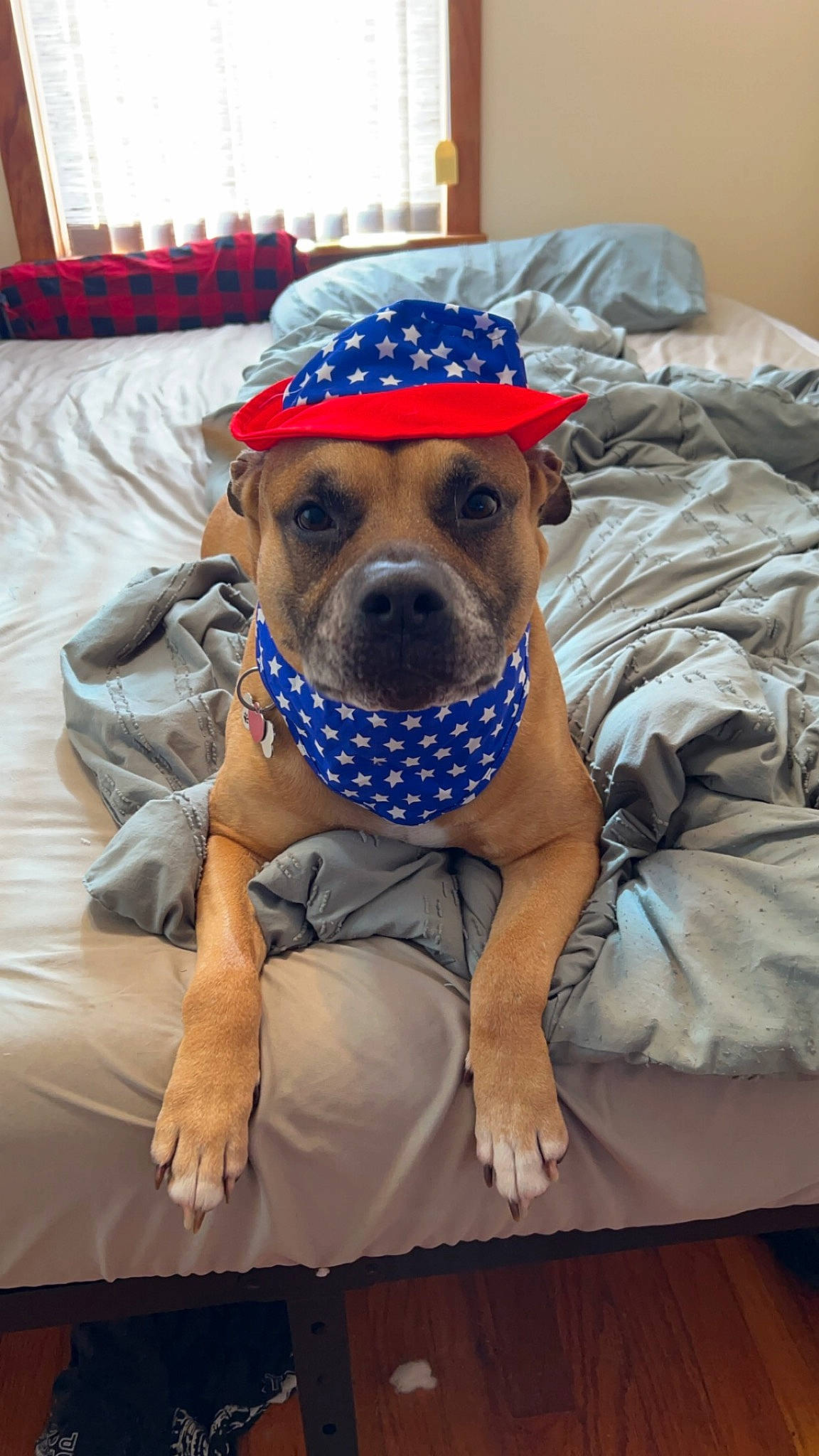 Tucker joined the competition — help win amazing prizes! canidae, carnivore, collar, comfort, companion_dog, couch, dog, dog_breed, dog_clothes, dog_collar, dog_supply, fawn, guard_dog, linens, pet_supply, sitting, snout, sporting_group, working_animal, working_dog