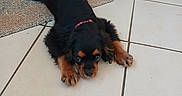 Bonzaï participe au concours pour gagner de l'argent avec cette photo : dog, puppy, black_and_tan, lying_down, floor, tile, indoors, home, collar, fluffy, long_hair, brown markings, paws, ears, eyes, pet, mat, cabinet, portrait, cute