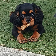 Bonzaï participe au concours pour gagner de l'argent avec cette photo : puppy, dog, black_and_tan, rottweiler, small_dog, grass, outdoor, garden, chew_bone, pet, animal, portrait, sitting, crouching, wide_eyes, floppy_ears, paws, brown_markings, greenery, daylight