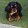 puppy, dog, black_and_tan, rottweiler, small_dog, grass, outdoor, garden, chew_bone, pet, animal, portrait, sitting, crouching, wide_eyes, floppy_ears, paws, brown_markings, greenery, daylight