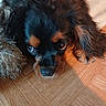 Bonzaï participe au concours pour gagner de l'argent avec cette photo : puppy, dog, black_and_tan, floppy_ears, long_fur, brown_eyes, pet, animal, portrait, close_up, indoor, wooden_floor, furniture, sofa, cuddly, lying_down, looking_at_camera, cute, fluffy, home