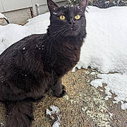 June is registered to the contest to win money with this photo: black_cat, cat, snow, outdoor, animal, feline, winter, yellow_eyes, fur, curious, sitting, nature, snowflakes, sidewalk, house_siding, bushes, pet, mammal, whiskers, tail