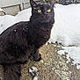 black_cat, cat, snow, outdoor, animal, feline, winter, yellow_eyes, fur, curious, sitting, nature, snowflakes, sidewalk, house_siding, bushes, pet, mammal, whiskers, tail
