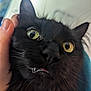 June is registered to the contest to win money with this photo: black_cat, close_up, pet, animal, whiskers, yellow_eyes, fangs, curious, hand, domestic_cat, feline, face, fur, portrait, indoor, cute, wide_eyes, expression, muzzle, petting
