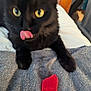 June is registered to the contest to win money with this photo: cat, black_cat, pet, animal, indoor, yellow_eyes, licking, red_treat, towel, close_up, feline, cute, paw, bed, cozy, focus, tongue_out, whiskers, domestic_cat, playful