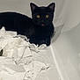 Klaus joined the competition — help win amazing prizes! animal, bathroom, bathtub, black_cat, cat, curious, cute, domestic_animal, feline, funny, indoor, mess, paper, pet, playful, resting, shredded_paper, tongue_out, white_background, yellow_eyes