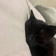 Klaus joined the competition — help win amazing prizes! animal, black_cat, cat, closeup, comfort, cozy, cute, face, feline, fur, indoor, nap, peaceful, pet, pillow, relaxation, resting, sleeping, soft, whiskers