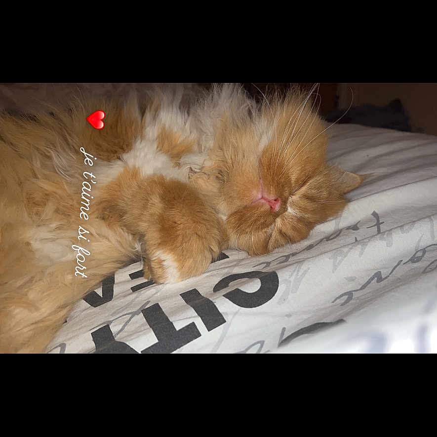 Garphilou participe au concours pour gagner de l'argent avec cette photo : airedale, animal, bed, canine, cat, couch, dog, furniture, hardwood, indoors, interiordesign, kitten, lion, manx, person, pet, puppy, sleeping, terrier, wood