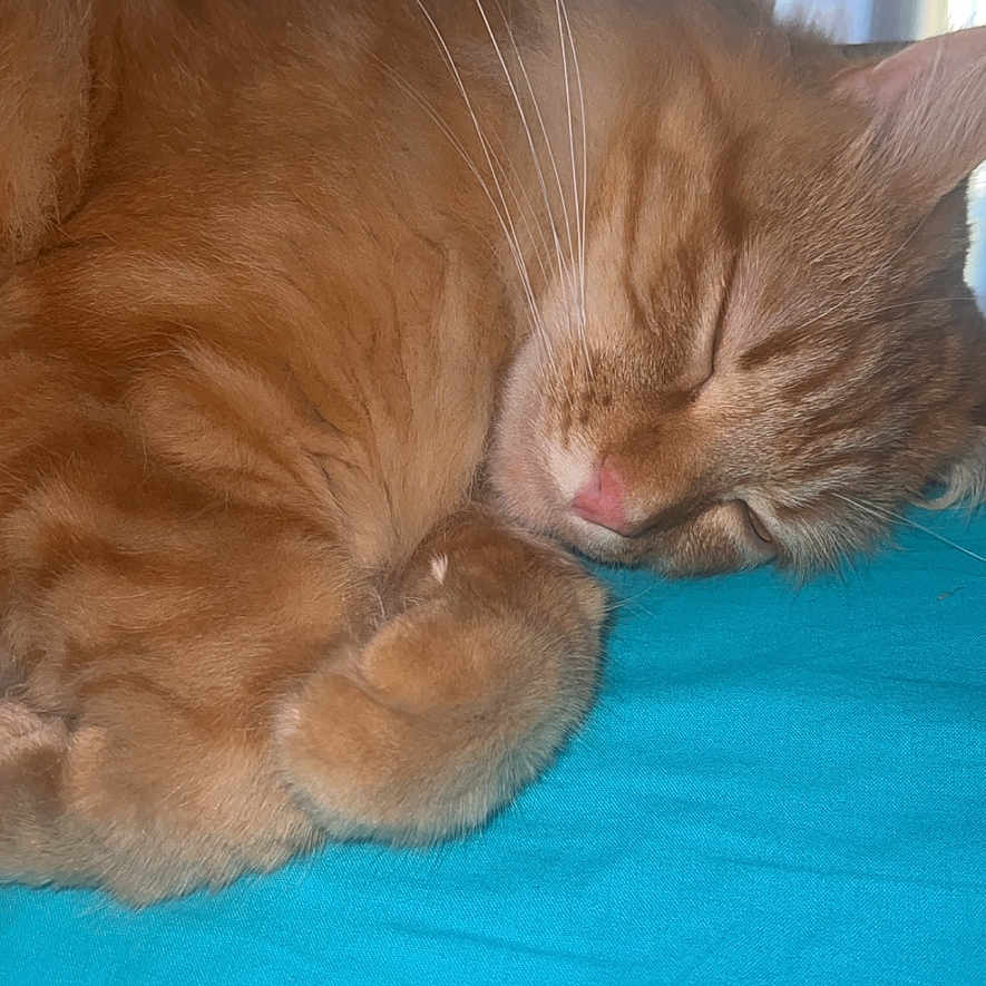Chouquette
