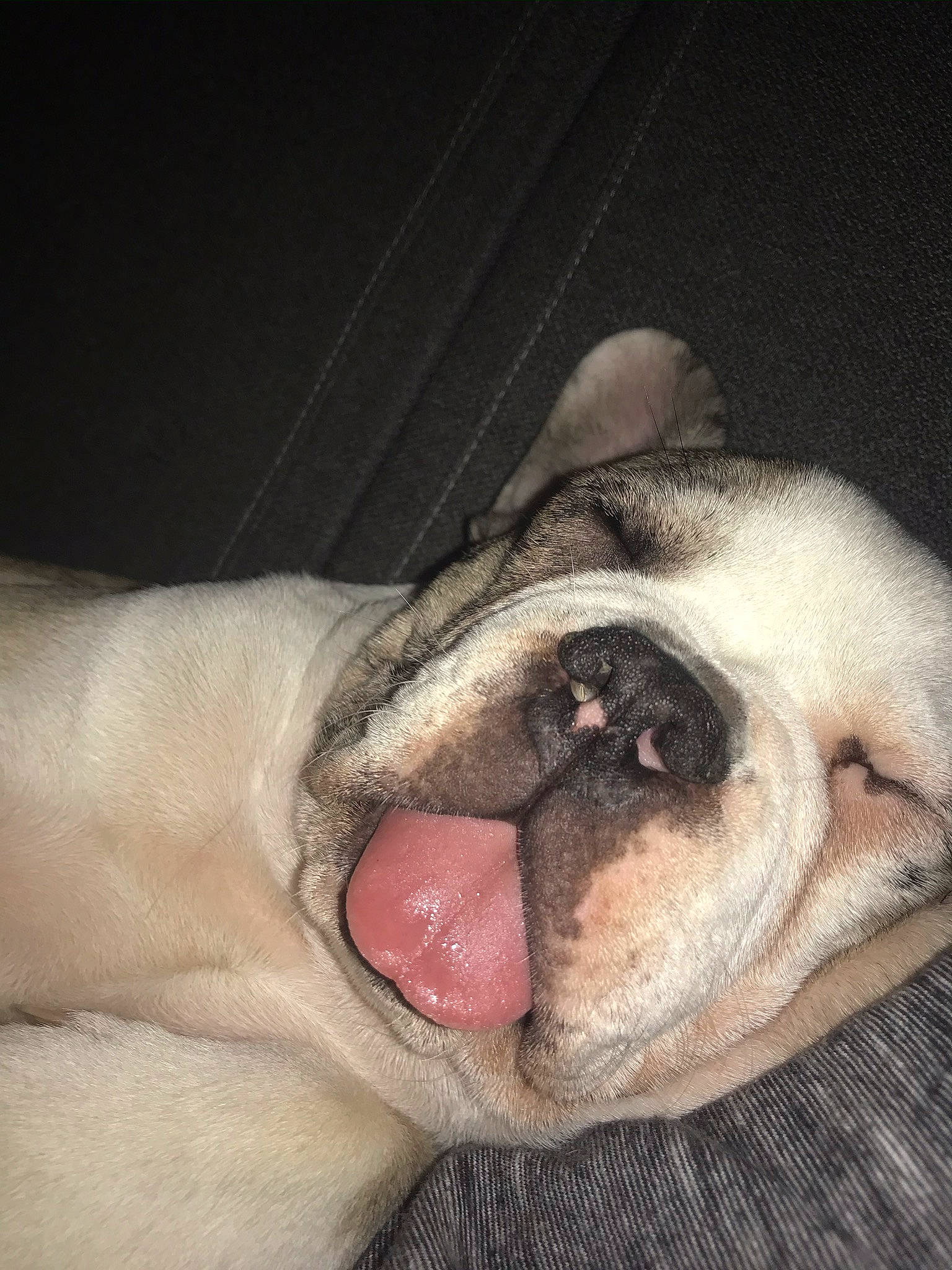 Raimbo participe au concours pour gagner de l'argent avec cette photo : bulldog, canidae, carnivore, close_up, dog, dog_breed, fawn, flesh, jaw, non_sporting_group, organ, pug, skin, snout, tongue, toy_dog, vertebrate, whiskers, working_animal, wrinkle