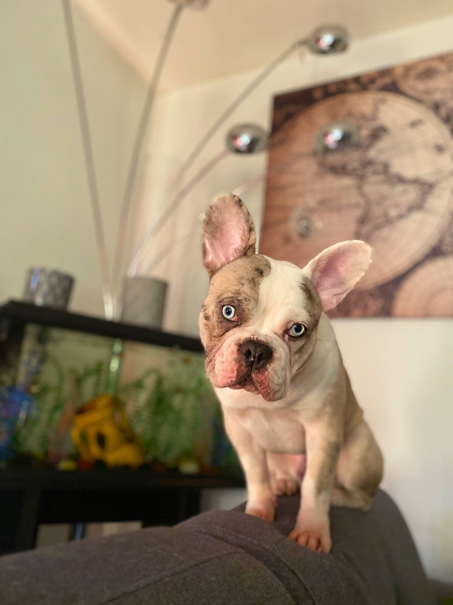 Raimbo a rejoint le concours — aidez-le/la à gagner de superbes lots ! canidae, carnivore, collar, companion_dog, couch, dog, dog_breed, fawn, mammal, non_sporting_group, organ, pet_supply, skin, snout, sporting_group, toy_dog, vertebrate, whiskers, working_animal, working_dog