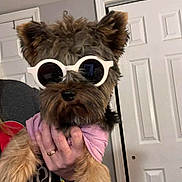 Sasha is registered to the contest to win money with this photo: dog, small_dog, sunglasses, white_sunglasses, pink_shirt, fluffy_fur, indoor, person_hand, casual, portrait, pet, cute, fashion, accessory, holding, door, home, brown_fur, black_fur, closeup