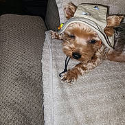 Fancy is registered to the contest to win money with this photo: dog, small_dog, pet, hat, beige_towel, couch, indoor, cozy, relaxed, fur, animal, cute, portrait, companion, home, resting, domestic, canine, apparel, living_room