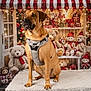Boston participe au concours pour gagner de l'argent avec cette photo : dog, brown_dog, harness, teddy_bear, stuffed_animal, christmas_decor, holiday_lights, festive, indoor, table, plush_toy, window, red_and_white_stripes, ornament, gift_box, sitting, pet, warm_lighting, decorative, background