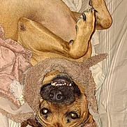 Boston a rejoint le concours — aidez-le/la à gagner de superbes lots ! dog, pet, canine, smiling, lying_down, blanket, bed, cozy, paws, fur, teeth, nose, ears, sleeping_area, indoor, striped_bedspread, playful, cute, animal, resting