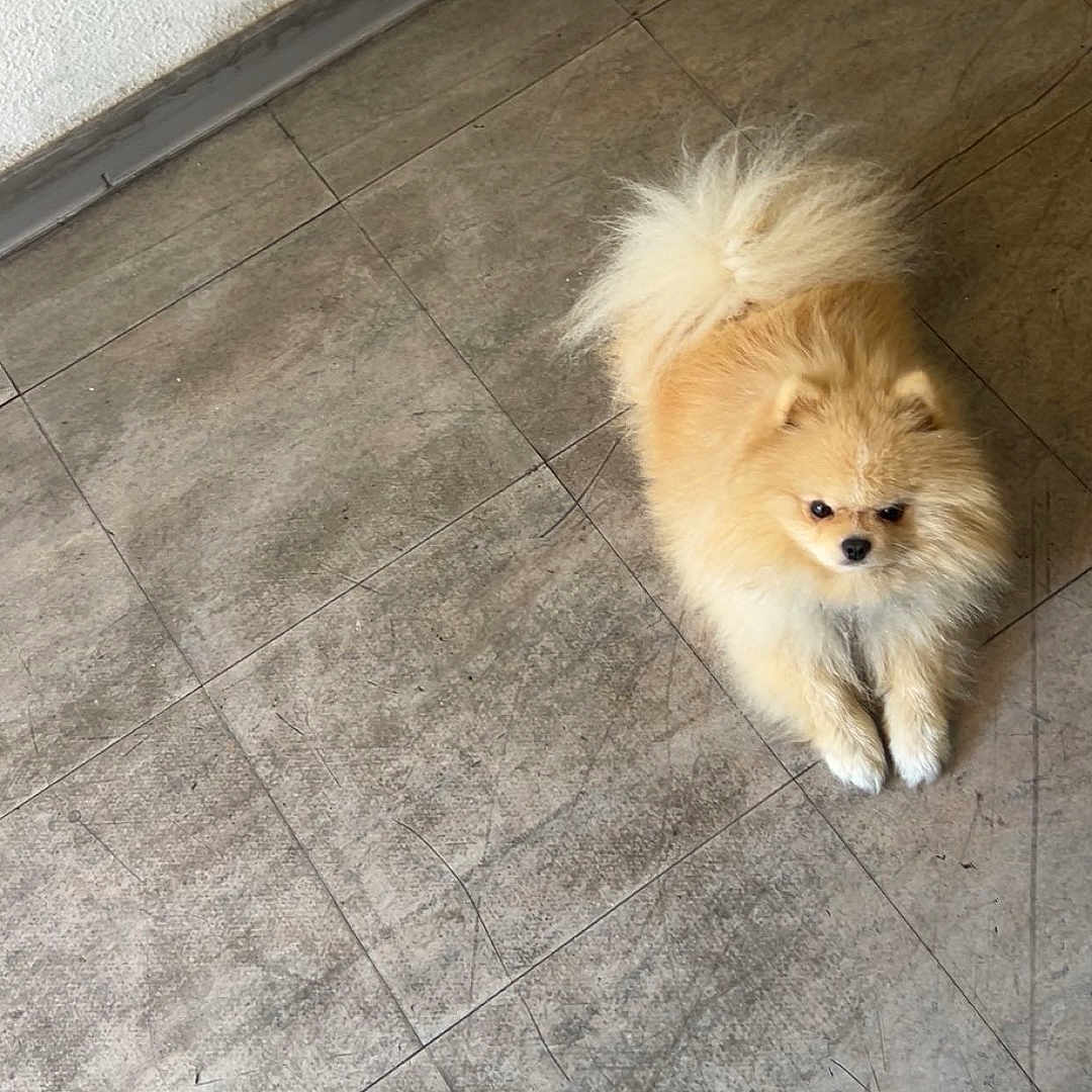 Dolce participe au concours pour gagner de l'argent avec cette photo : dog, pomeranian, fluffy, small_dog, cream_colored, standing, sitting, indoor, floor, tile, wall, home, pet, companion_animal, fur, tail, cute, looking_up, portrait, household
