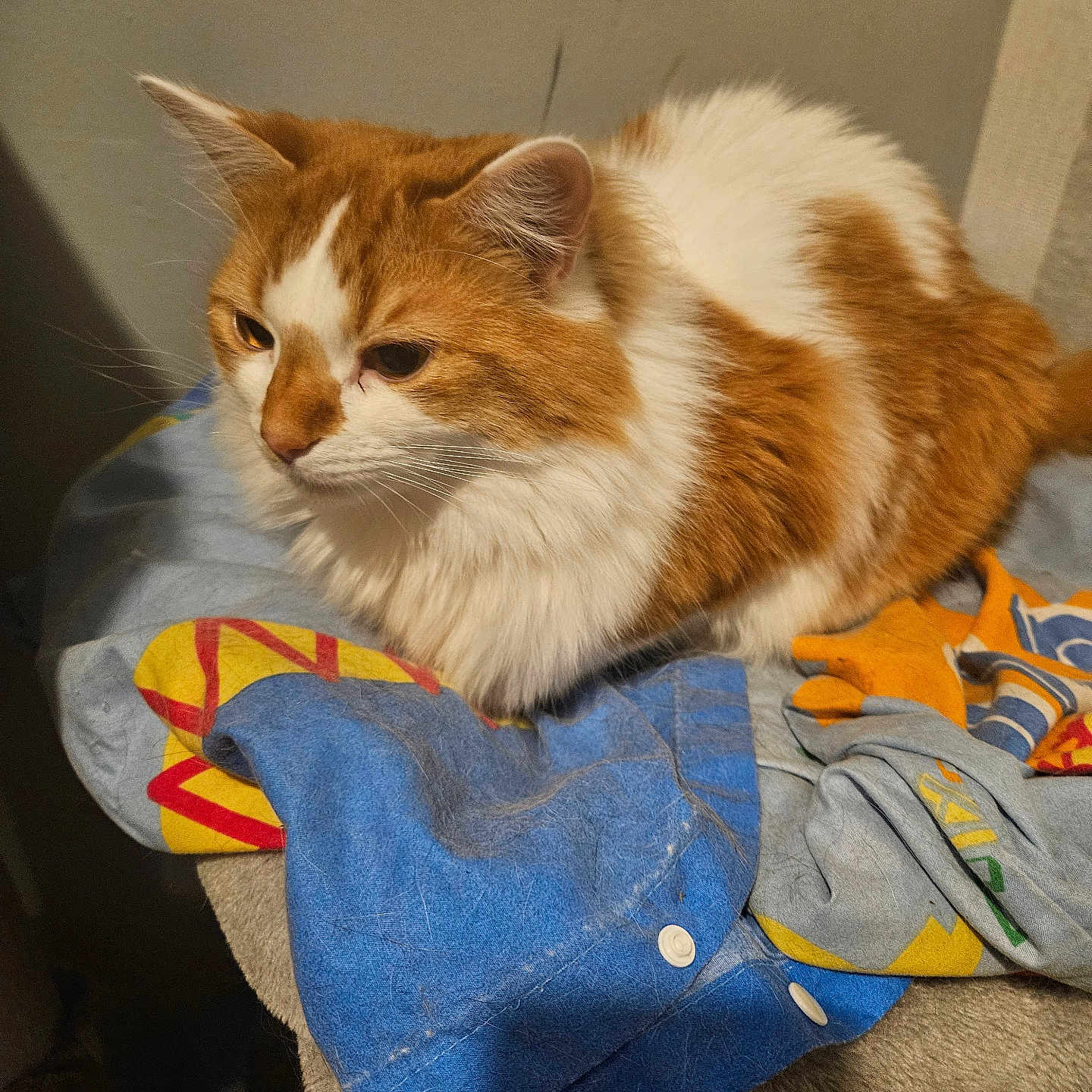 Simba is registered to the contest to win money with this photo: abyssinian, accessories, animal, bag, blanket, cat, clothing, handbag, hardwood, homedecor, kitten, linen, manx, pants, pet, plywood, quilt, siamese, towel, wood
