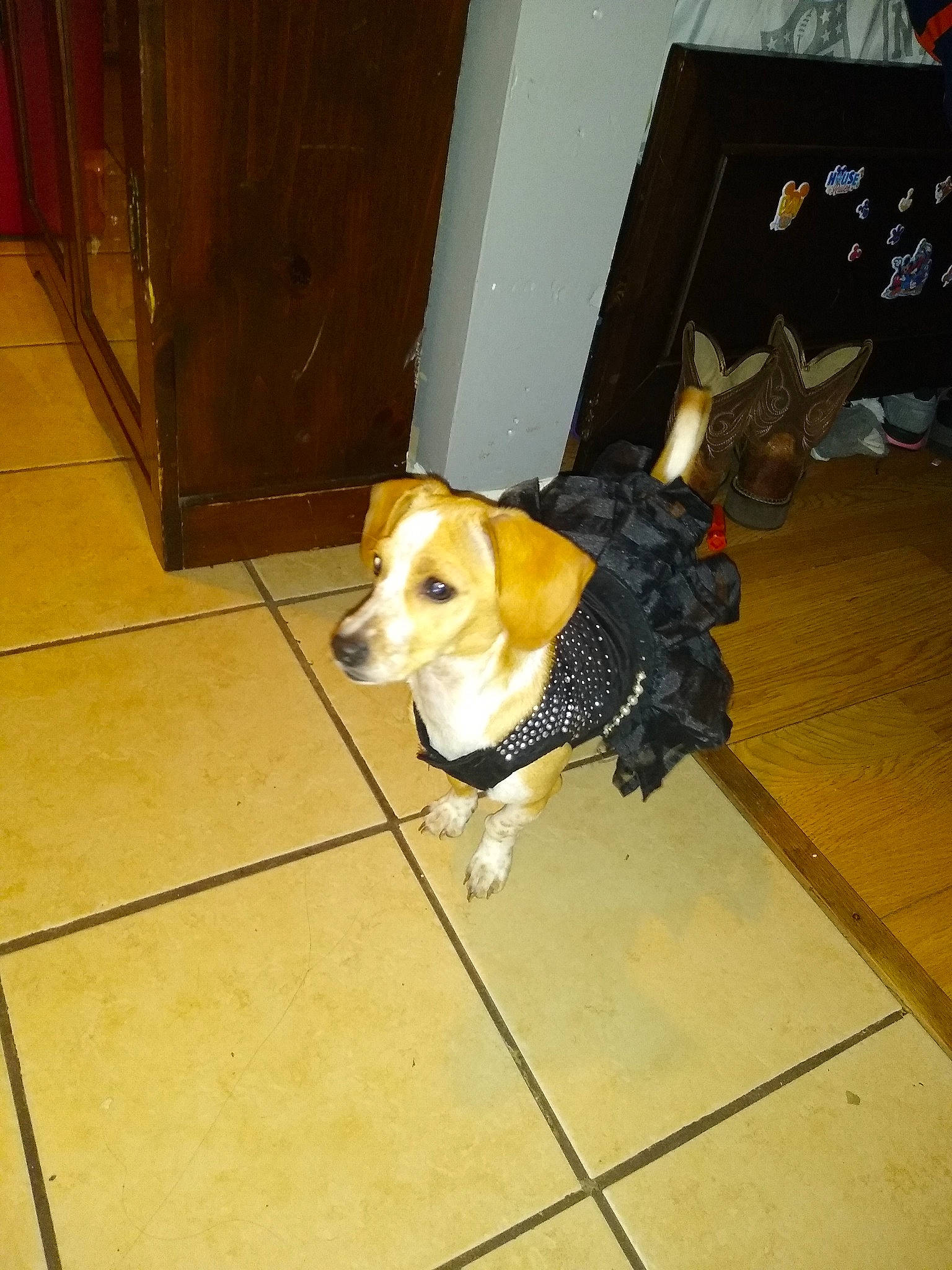 Misty is registered to the contest to win money with this photo: carnivore, collar, companion_dog, dog, dog_breed, dog_supply, door, fawn, floor, flooring, fur, hardwood, leash, paw, pet_supply, snout, tail, toy_dog, wood, working_animal