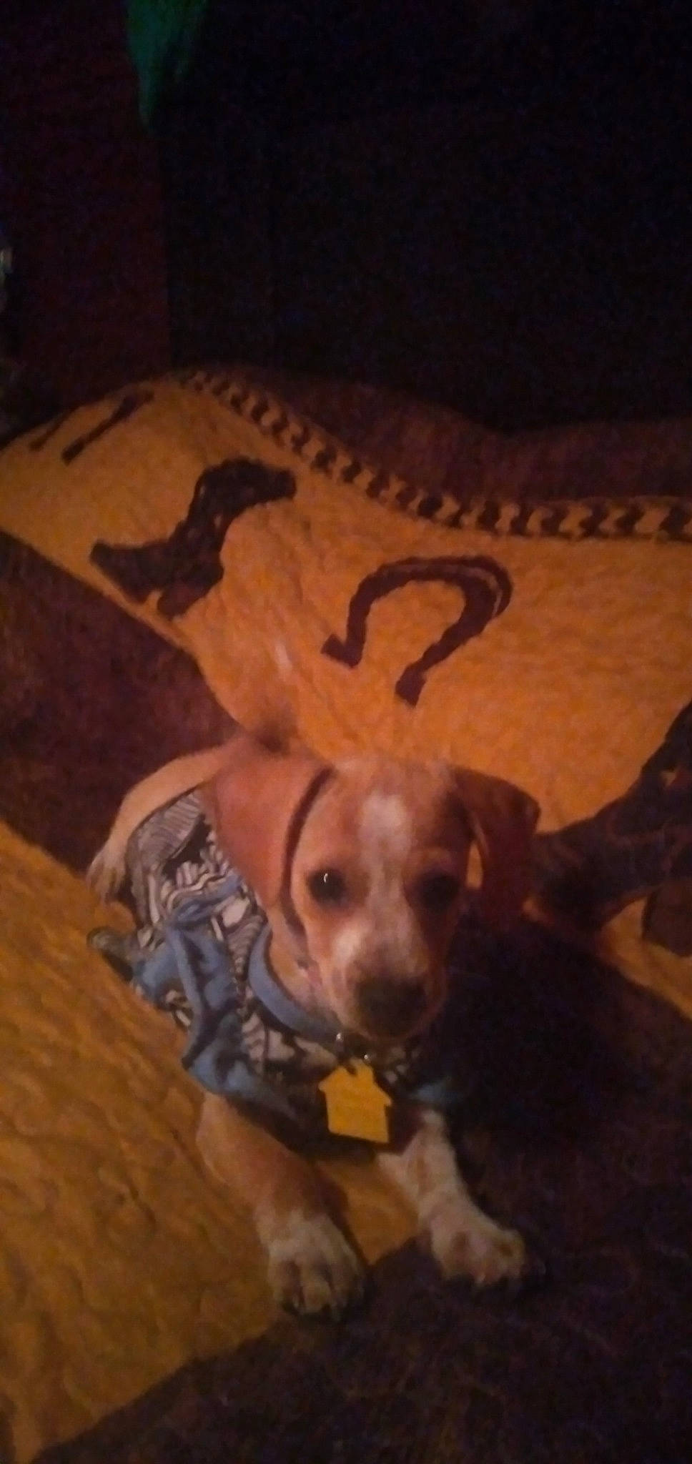 Misty is registered to the contest to win money with this photo: brown, carnivore, comfort, companion_dog, dog, dog_breed, dog_clothes, dog_supply, fawn, flooring, fur, hardwood, linens, paw, pet_supply, tail, terrestrial_animal, toy_dog, wood, working_animal