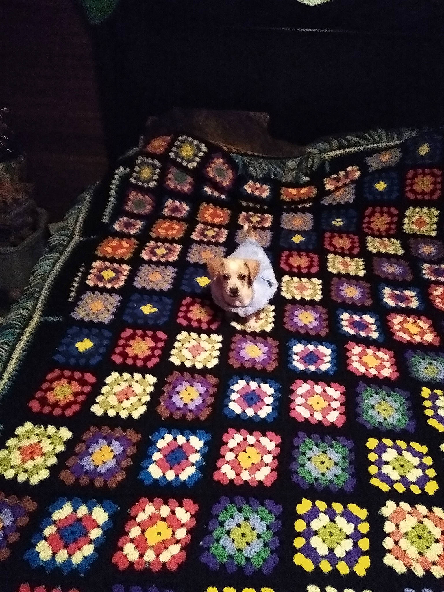 Misty joined the competition — help win amazing prizes! carnivore, carpet, collection, companion_dog, confectionery, darkness, dog, dog_breed, flooring, light, lighting, linens, night, pattern, room, snack, stuffed_toy, sweetness, toy_dog